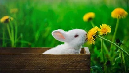 世界杯手机高清观看平台-首尔爆冷输球国安第1稳了 淘汰赛能否迎京沪大战？
